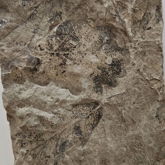 Genuine LEAF FOSSIL - Picture 3 of 3
